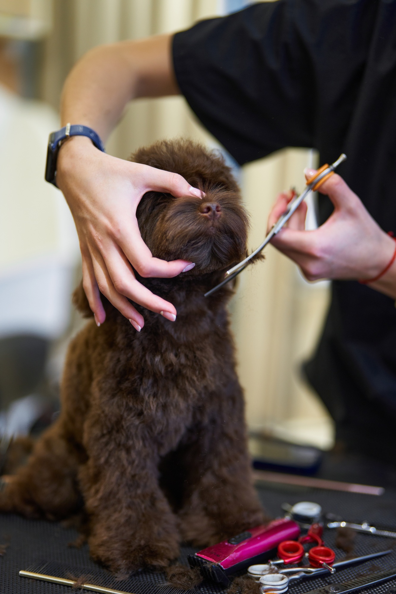 Dog grooming session showing grooming tools and a dog being styled