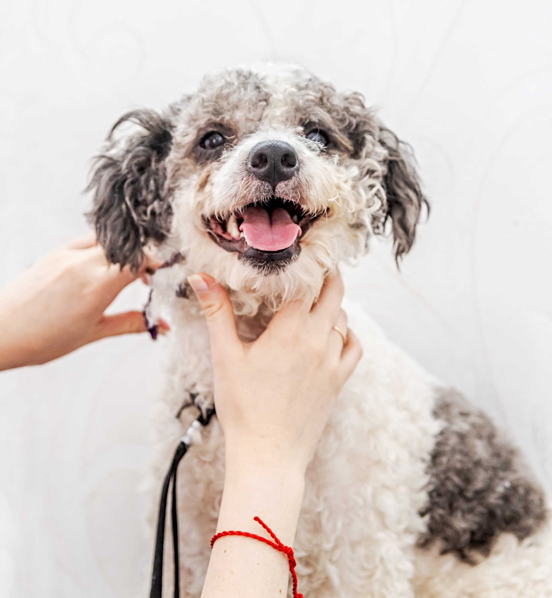 mixed breed dog at the groomers